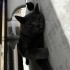 Ares