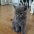 Duman