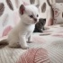 Yavru kedi 4 adet