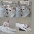 Bulut
