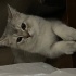 Kedi