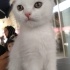 Pamuk