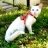 Pamuk