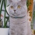 Kaju