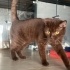 Alvin