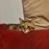 Calico (patiska)