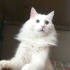 Bulut