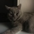 Duman