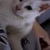 Kaymak
