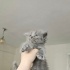 british longhair ve...