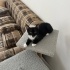ottie