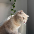 limon