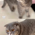Romeo