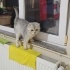 Bulut