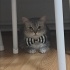 Bal