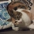 Neko