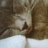 Rokko