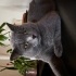 Duman