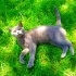 Duman