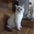 Maviş