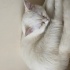 Pamuk