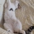 Pamuk