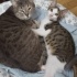 Misscat