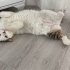 Pamuk