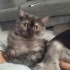 EVA