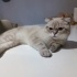 Bulut