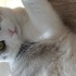 Felix