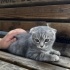Duman