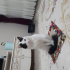 Pamuk