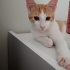 Limi