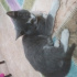Duman
