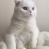 Pamuk