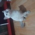 Bulut