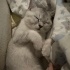 Pamuk
