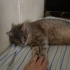 Duman