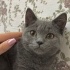 DUMAN