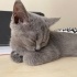 Duman