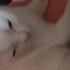 Pamuk