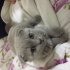 Duman