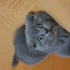 Duman 