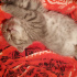 duman