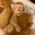 Simba