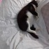 Cücüş