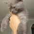 British shorthair er...