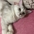Tosi
