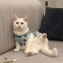 Misha